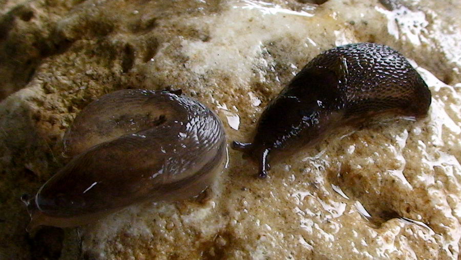 Limax dal Cilento (SA) M. Gelbison 1700 m